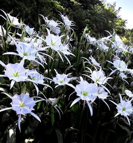 Flint River Spider Lily